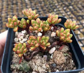 夏天40度怎么养多肉 新手养多肉的方法和技巧