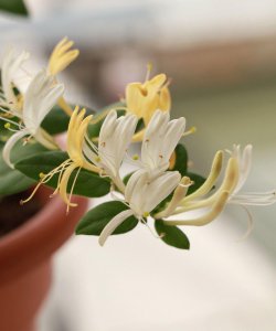 金银花怎么种植盆栽 教你养好金银花的诀窍