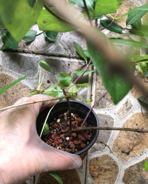 金银花怎么种植盆栽