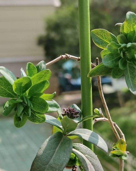 金银花怎么种植盆栽