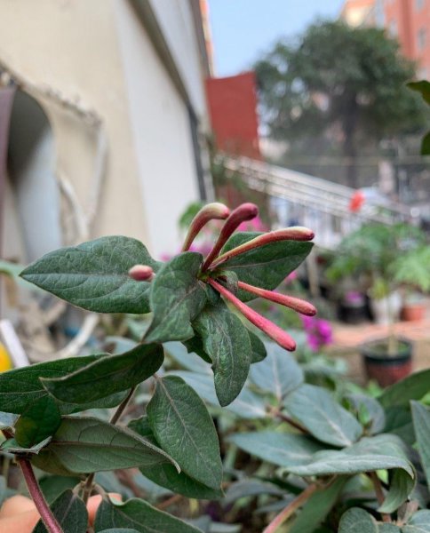 金银花怎么种植盆栽