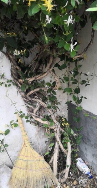金银花怎么种植盆栽