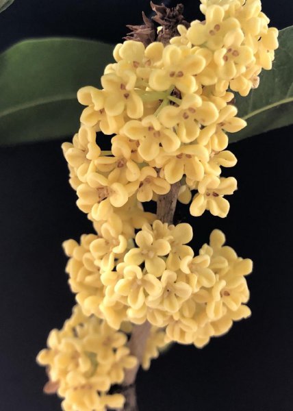 桂花树盆栽怎么养