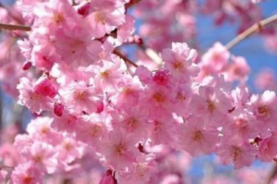 世界最美十大名花排名 全球十大最美的花大全