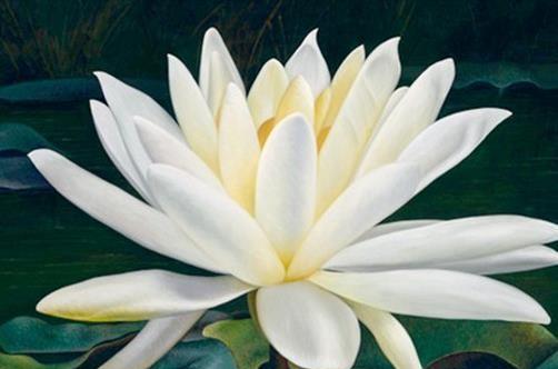 世界最美十大名花排名