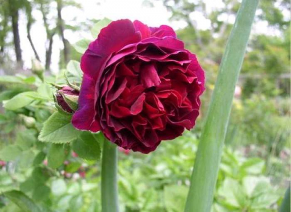 月季花哪个品种好看又好养