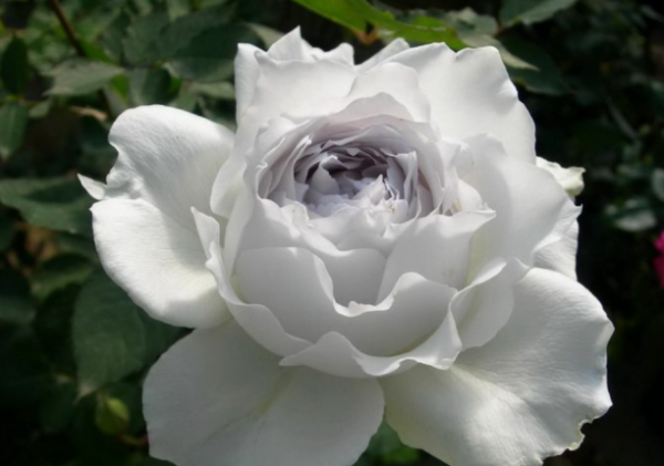 月季花哪个品种好看又好养