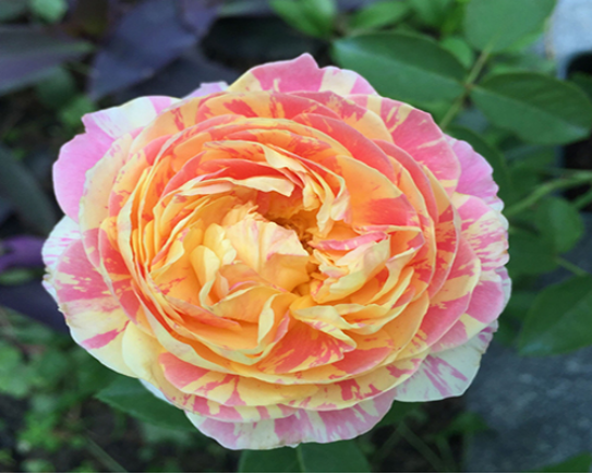 月季花哪个品种好看又好养