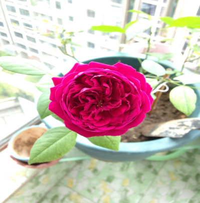 月季花哪个品种好看又好养