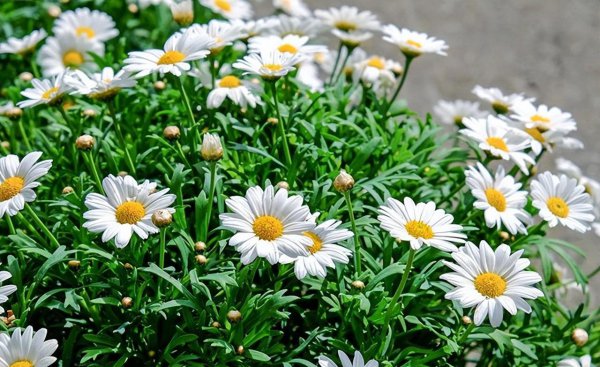 小菊的花语是什么