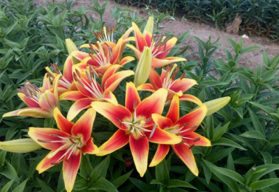 百合花有哪些品种 盘点七大常见的百合花