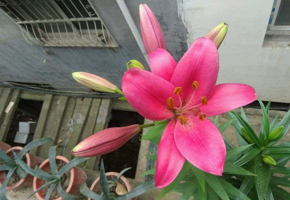 百合花有哪些品种