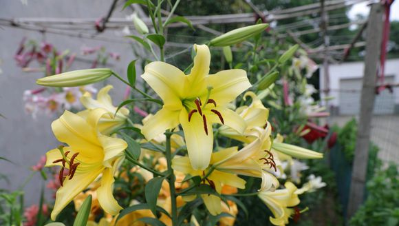 百合花有哪些品种