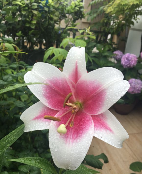 百合花有哪些品种
