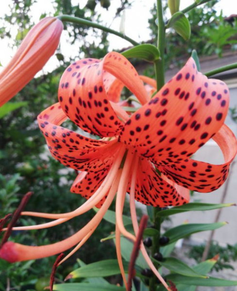 百合花有哪些品种