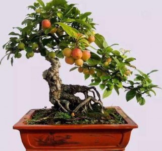 西府海棠盆景好养吗 简述西府海棠种植最佳时间