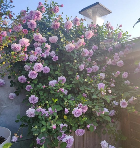 月季花有多少品种