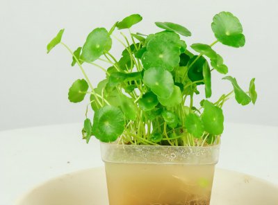 室内最好养的水培植物排名 适合室内的绿植介绍