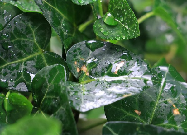室内最好养的水培植物排名