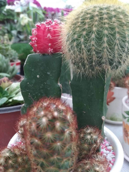 仙人掌品种大全图解及名称