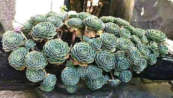 常见多肉植物品种有哪些