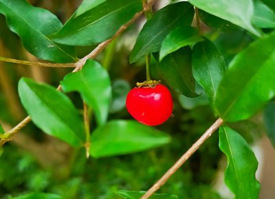 野樱桃盆栽怎么种植方法 观赏樱桃盆栽的养殖方法