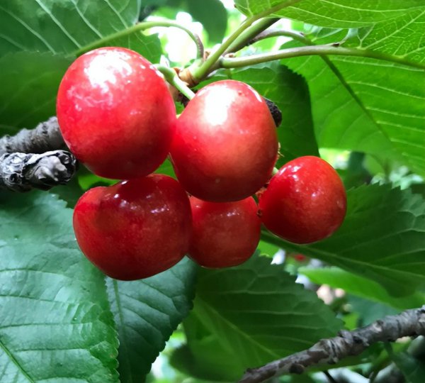 野樱桃盆栽怎么种植方法