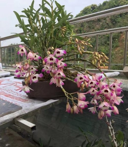 盆栽石斛的种植方法是什么