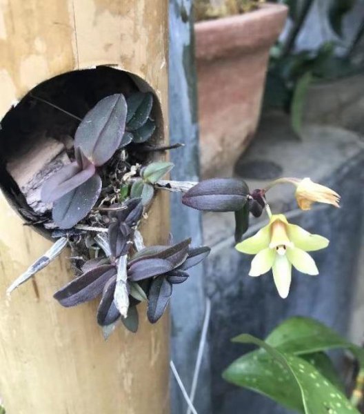 盆栽石斛的种植方法是什么
