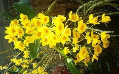 盆栽石斛的种植方法是什么