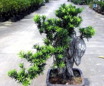 罗汉松盆景怎么养 盆景罗汉松的养殖方法和注意事项