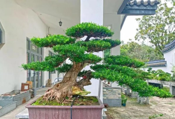 罗汉松盆景怎么养