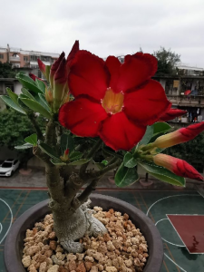 办公室摆什么绿植好 适合放办公室的盆栽植物介绍