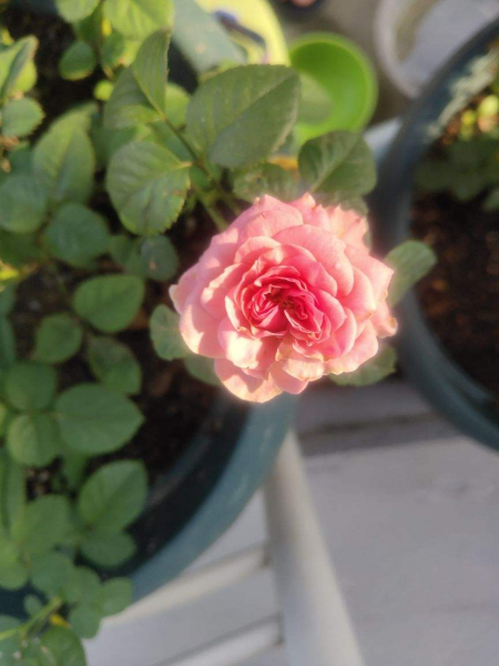 办公室摆什么绿植好