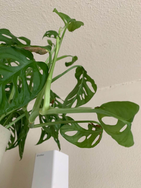 办公室摆什么绿植好