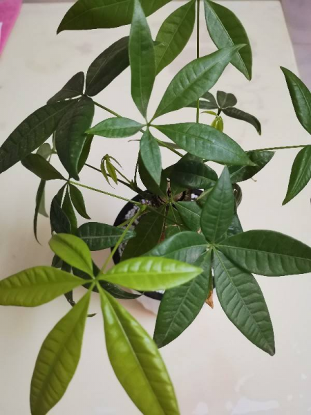 办公室摆什么绿植好