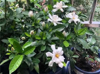 盆栽栀子花怎么养才能开花 教你养栀子花的妙招