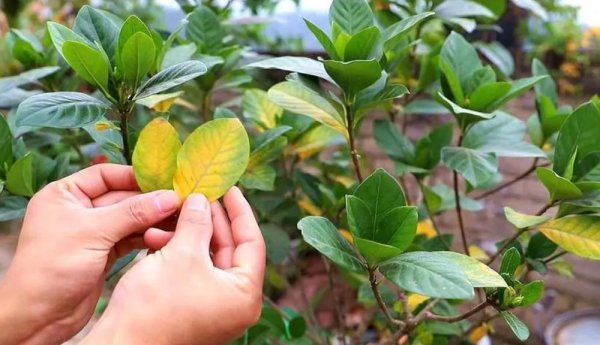 盆栽栀子花怎么养才能开花