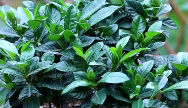 盆栽栀子花怎么养才能开花