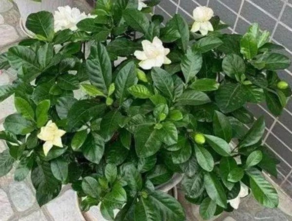 盆栽栀子花怎么养才能开花