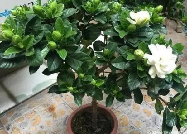 盆栽栀子花怎么养才能开花