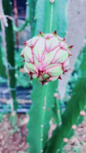 火龙果盆栽种植方法是什么 了解火龙果的养护窍门
