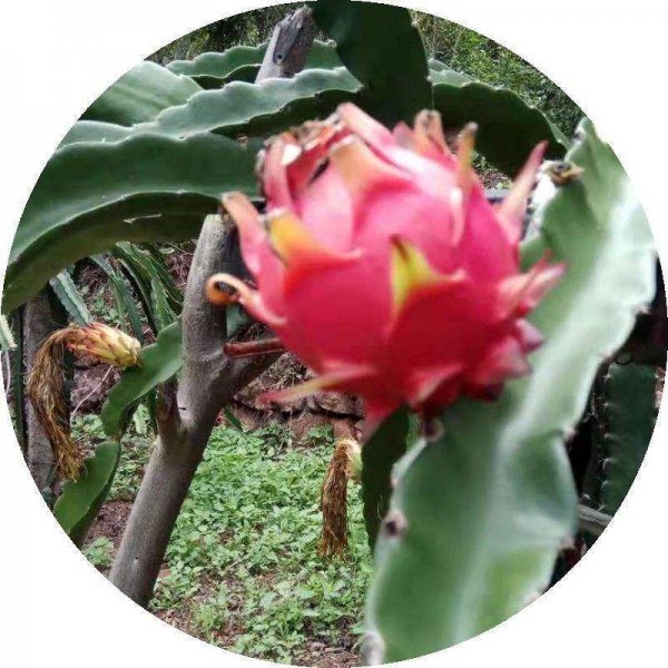 火龙果盆栽种植方法是什么
