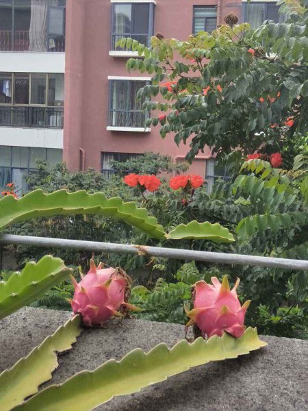火龙果盆栽种植方法是什么