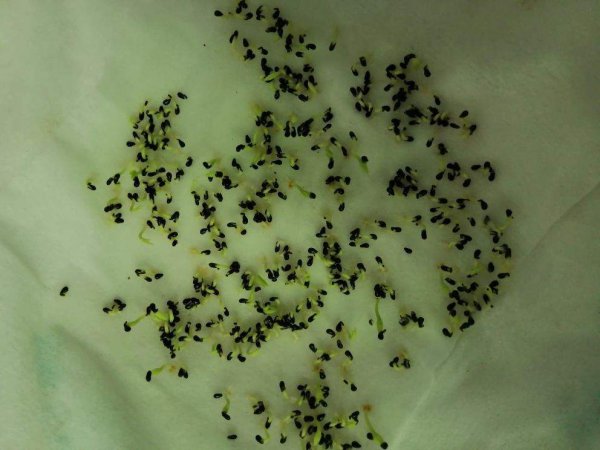 火龙果盆栽种植方法是什么