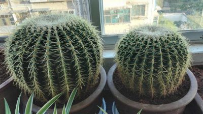 如何种植仙人球 盆栽仙人球的养殖方法