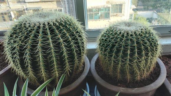 如何种植仙人球