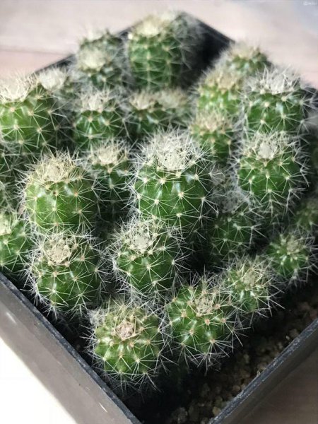 如何种植仙人球