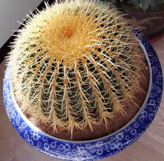 如何种植仙人球