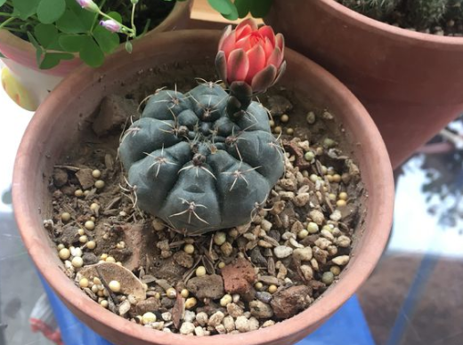 如何种植仙人球